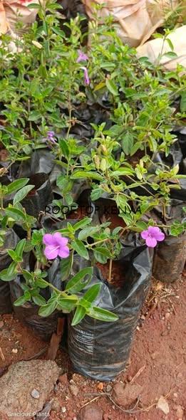 Barleria Repens (Live Fence)