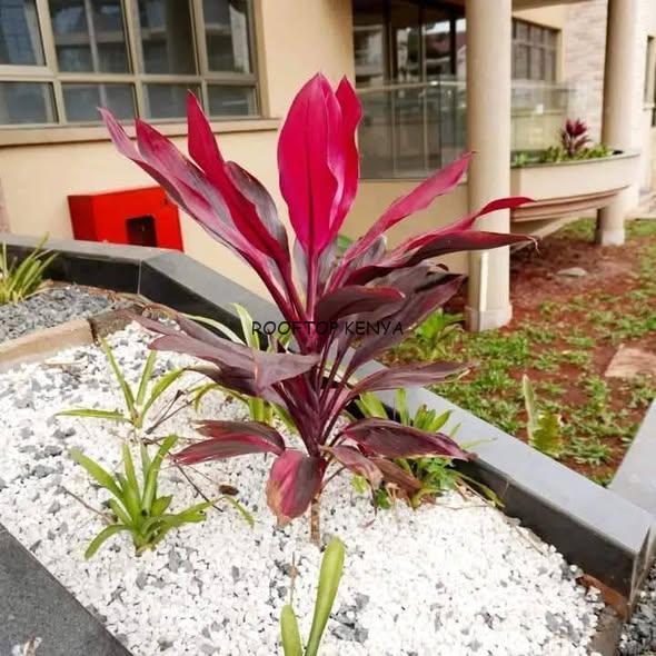 Cordyline Plants