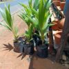 Dwarf Coconut Palm Tree Seedlings