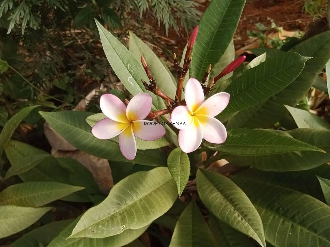 Frangipani