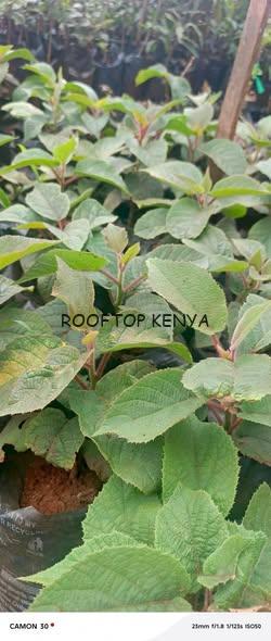 Kiwi Fruit Seedlings